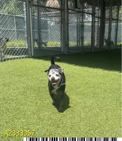 An adult small-sized male Mixed Breed dog named Sergeant Pepper for adoption in West Palm Beach, FL