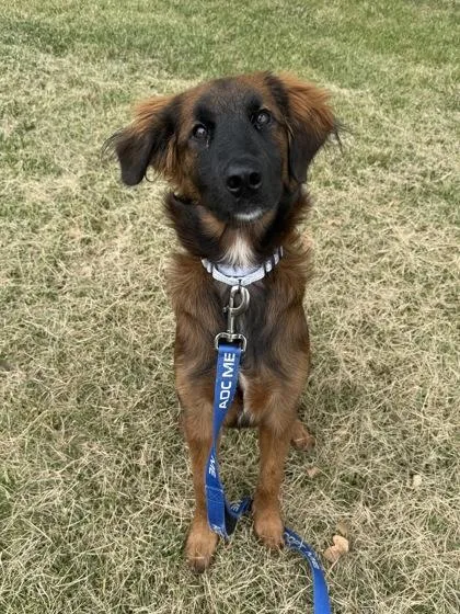 A baby medium-sized female Brown / Chocolate Mixed Breed dog named Auburn for adoption in Kansas City, MO