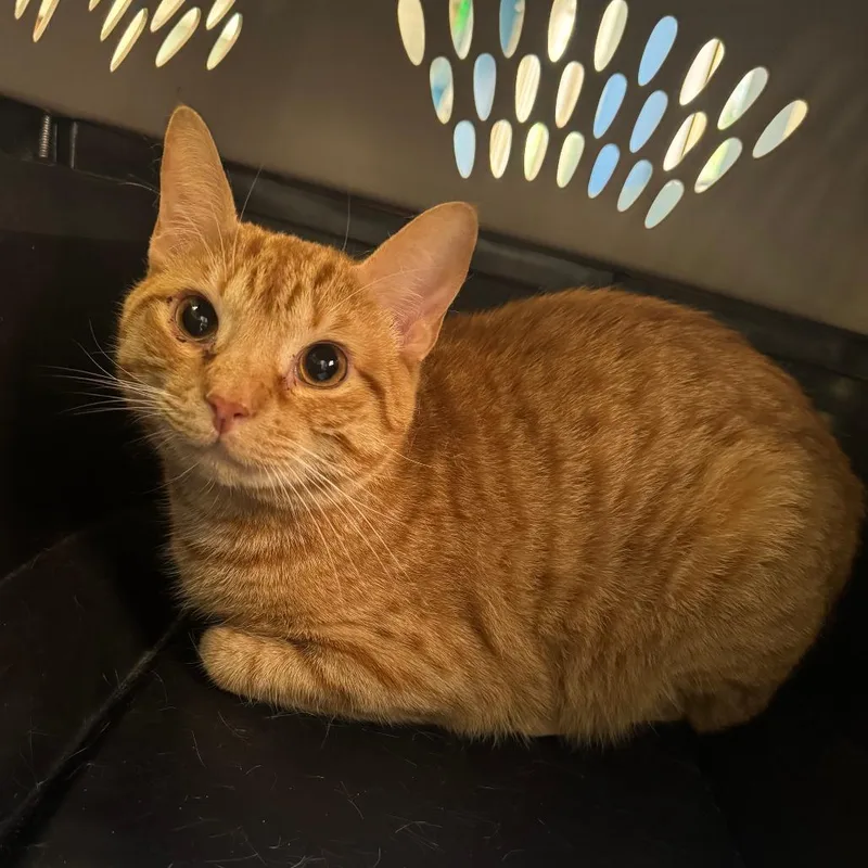 A young small-sized male Orange / Red Domestic Short Hair cat named Elijah for adoption in Columbus, GA
