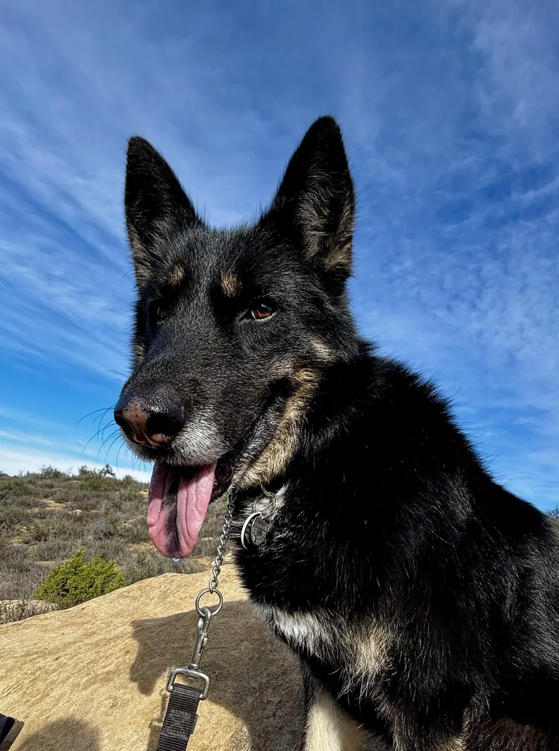 An adult medium-sized male Black Shepherd dog named Chico for adoption in Canoga Park, CA