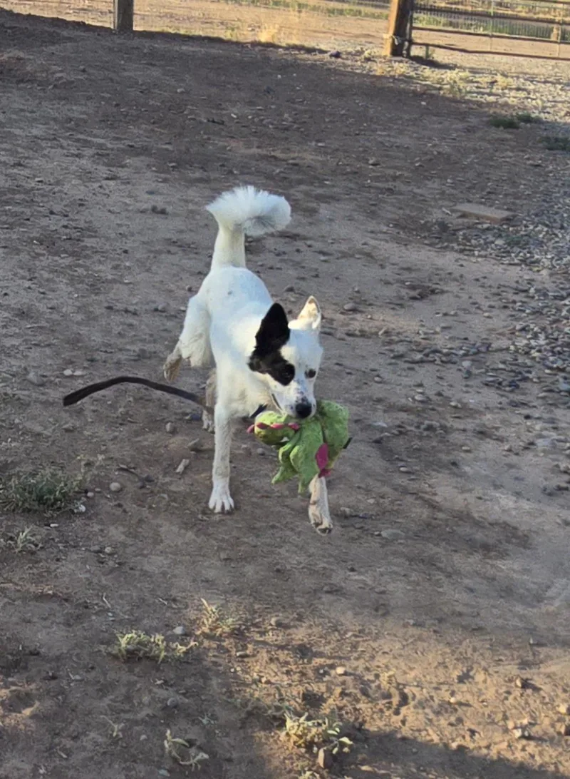 A young medium-sized male White / Cream Border Collie dog named Bandit for adoption in Peralta, NM