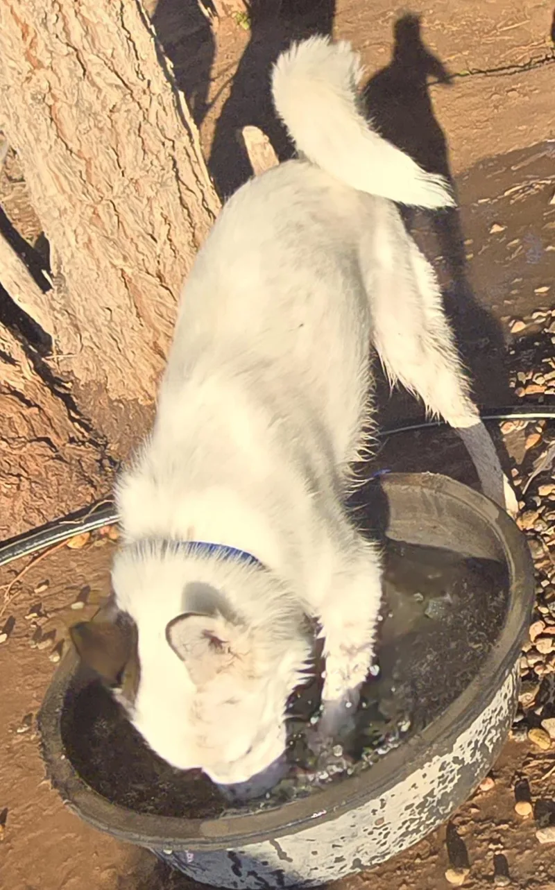 Bandit thumbnail 4