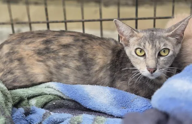 A young small-sized female Domestic Short Hair cat named Lenora for adoption in San Antonio, TX