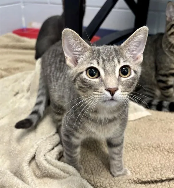 A baby small-sized male Domestic Short Hair cat named Orion for adoption in Kalamazoo, MI