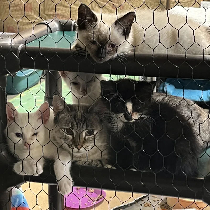 A young medium-sized female Domestic Short Hair cat named Charlotte &amp; Babies  for adoption in Washington, DC