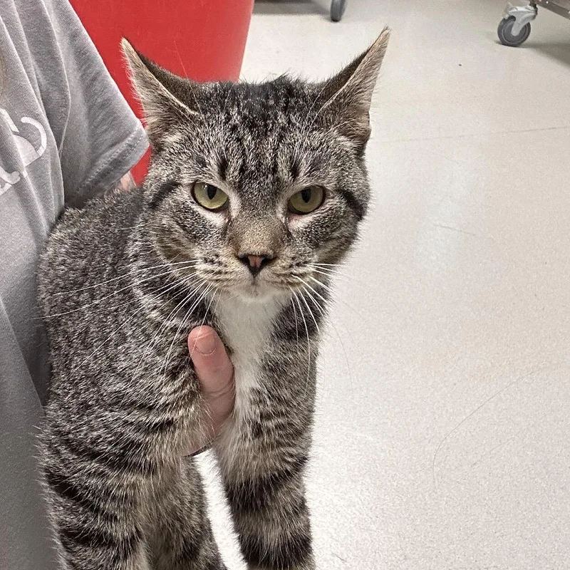 An adult medium-sized male Brown / Chocolate Domestic Short Hair cat named Maui for adoption in East Smithfield , PA