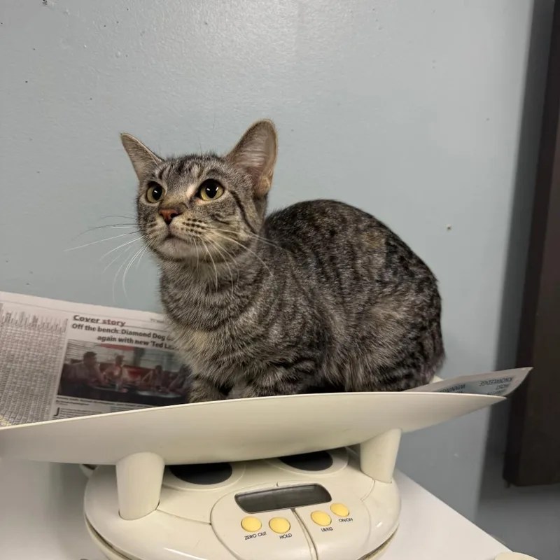 An adult medium-sized female Domestic Short Hair cat named Labor Day for adoption in Columbia, MO