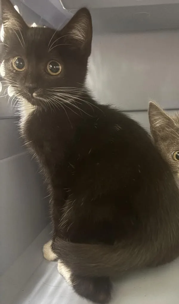 A baby small-sized female Domestic Short Hair cat named Hide for adoption in Santa Rosa, CA