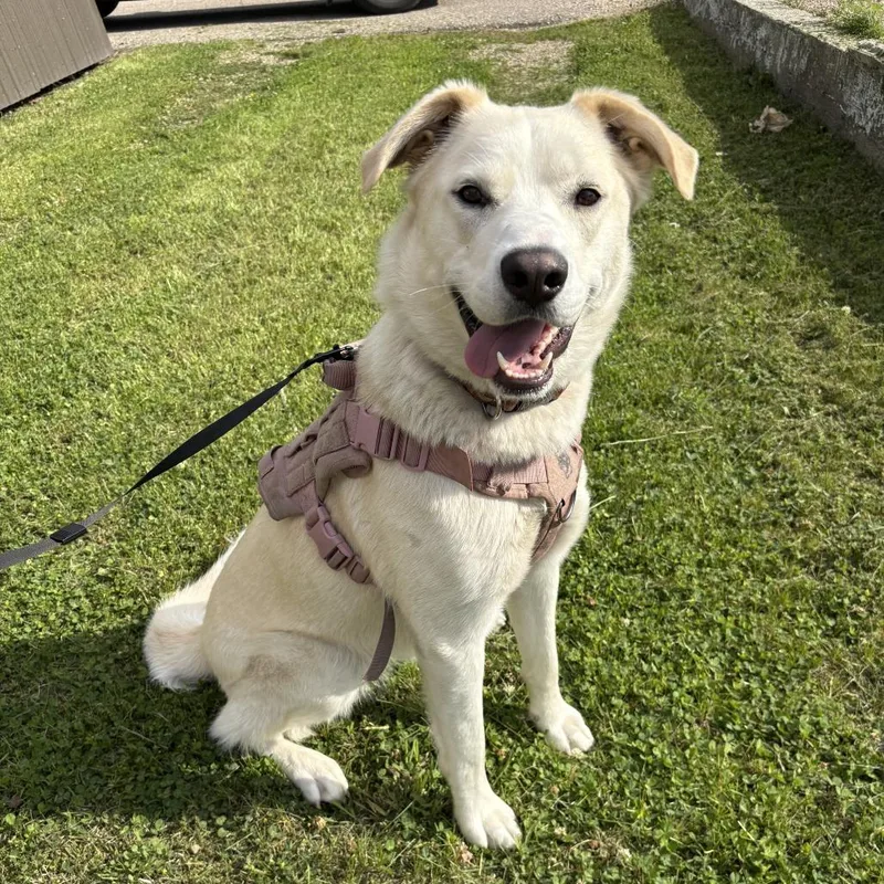 An adult small-sized female Yellow / Tan / Blond / Fawn Labrador Retriever dog named Norma D for adoption in Elbow Lake, MN