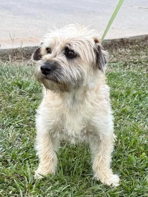 A young large-sized male Terrier dog named Kruz for adoption in Princeton, MA