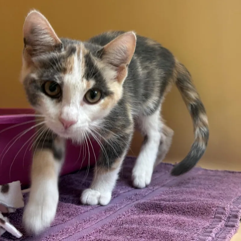A baby small-sized female Calico Domestic Short Hair cat named Over Easy for adoption in East Hanover, NJ