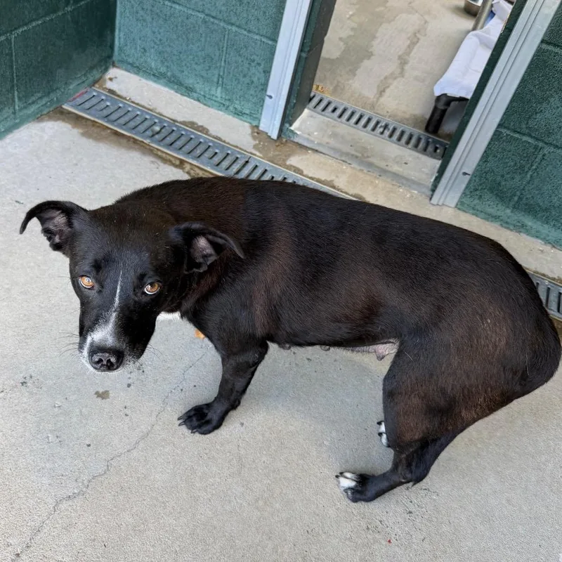 An adult medium-sized female Black Labrador Retriever dog named Emily for adoption in Carencro, LA