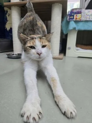 An adult medium-sized female Domestic Short Hair cat named Skater for adoption in Savannah, GA