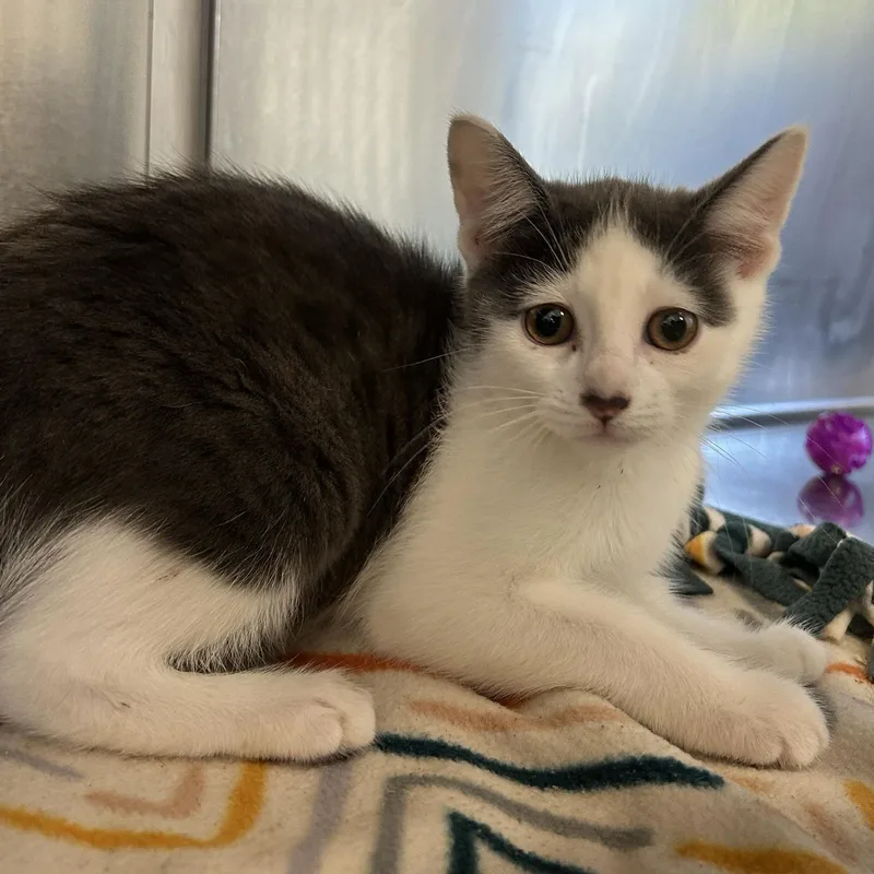 A baby small-sized female Gray & White Domestic Short Hair cat named Fauna for adoption in North Haven, CT