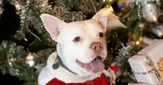 An adult medium-sized female Terrier dog named Cora for adoption in Dallas, TX