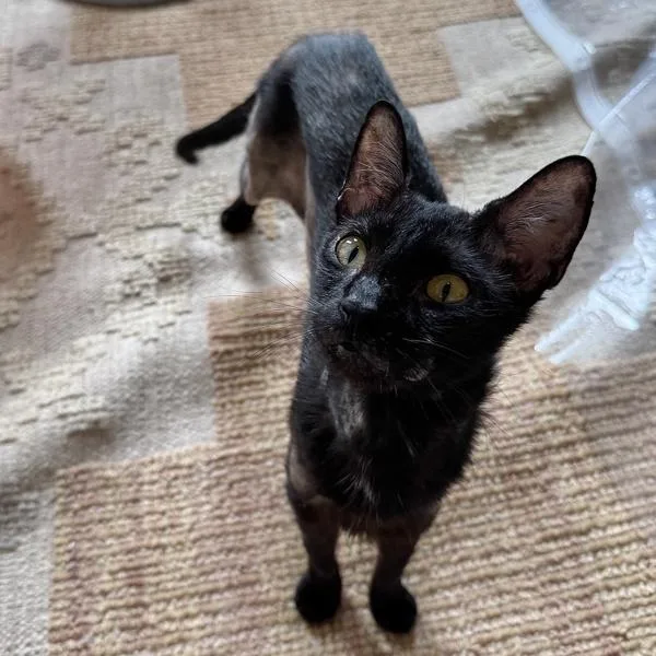 An adult small-sized female Domestic Short Hair cat named Mocha for adoption in Austin, TX