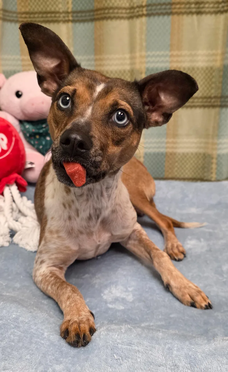 An adult small-sized female Chihuahua dog named Nico & Pinto for adoption in Gainesville, TX