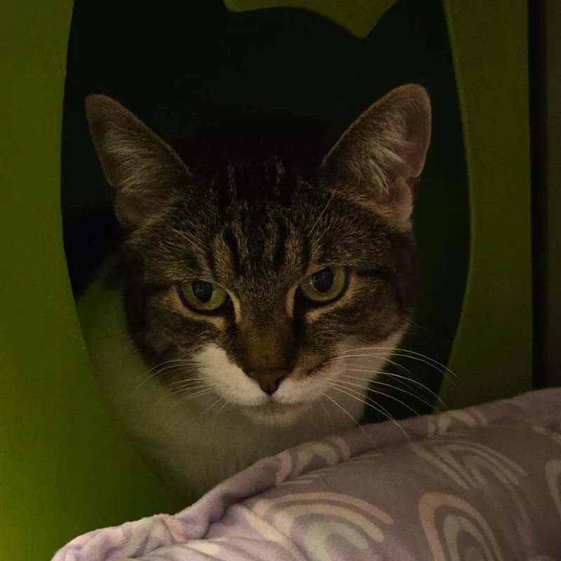 A senior medium-sized female Brown / Chocolate Domestic Short Hair cat named Kidtkat for adoption in Waukesha, WI