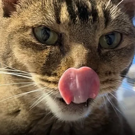 An adult medium-sized female Tabby (Brown / Chocolate) Domestic Short Hair cat named Electra at Fat Cat for adoption in Tallahassee, FL
