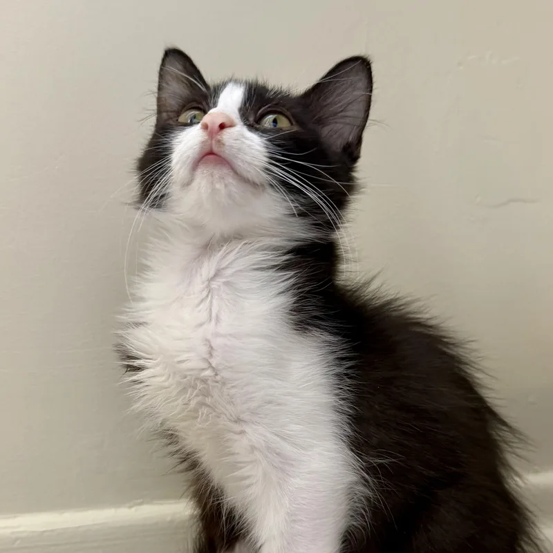 A baby medium-sized male Black & White / Tuxedo Domestic Medium Hair cat named Doc for adoption in Mount Rainier, MD