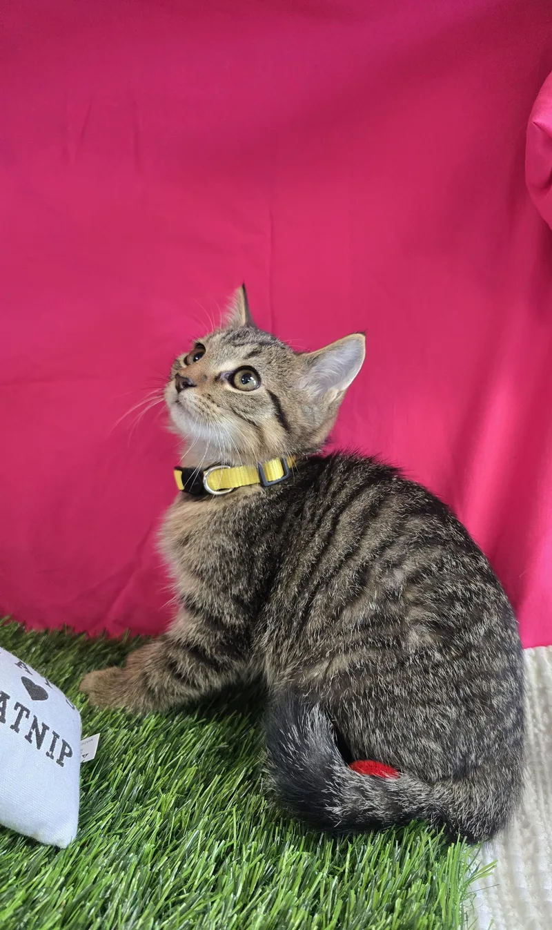 A baby medium-sized male Tabby (Brown / Chocolate) Domestic Short Hair cat named Dash for adoption in Bardstown, KY