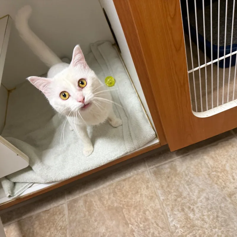 An adult medium-sized female White Domestic Short Hair cat named Brie for adoption in Bloomfield, CT