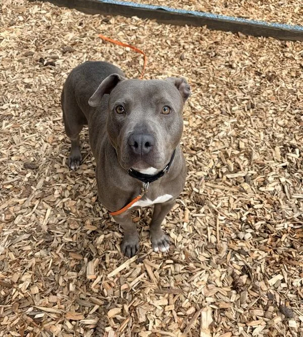An adult large-sized female Pit Bull Terrier dog named Aurora for adoption in Vancouver, WA