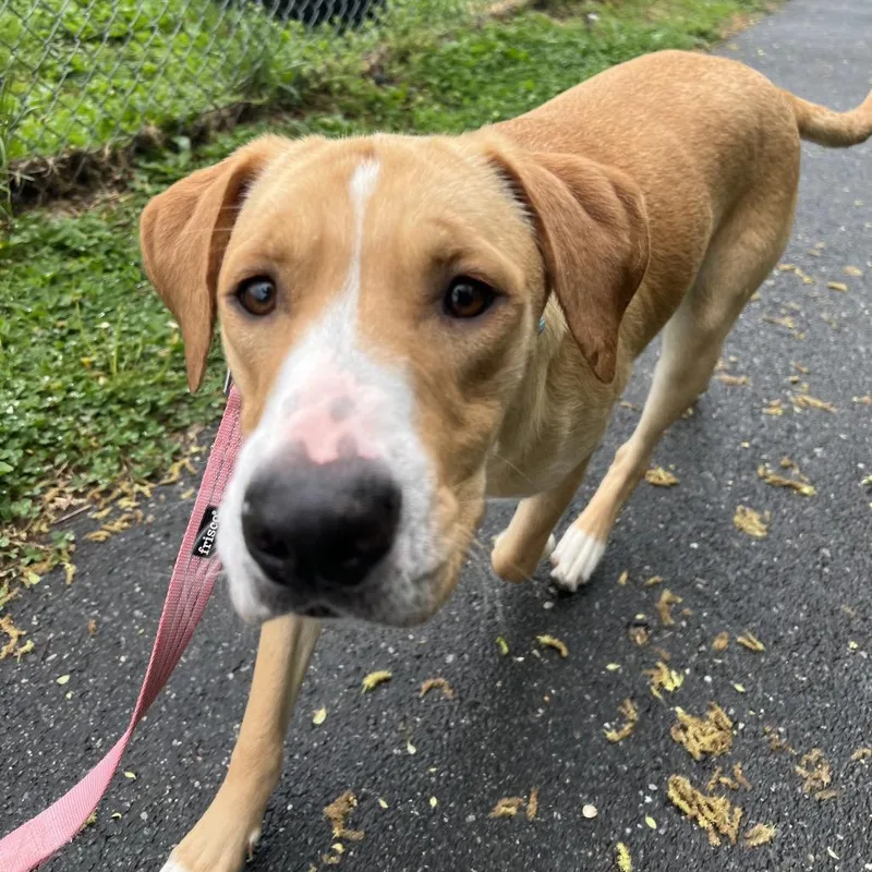 A young large-sized male Yellow / Tan / Blond / Fawn Retriever dog named Turtle for adoption in Newark, DE
