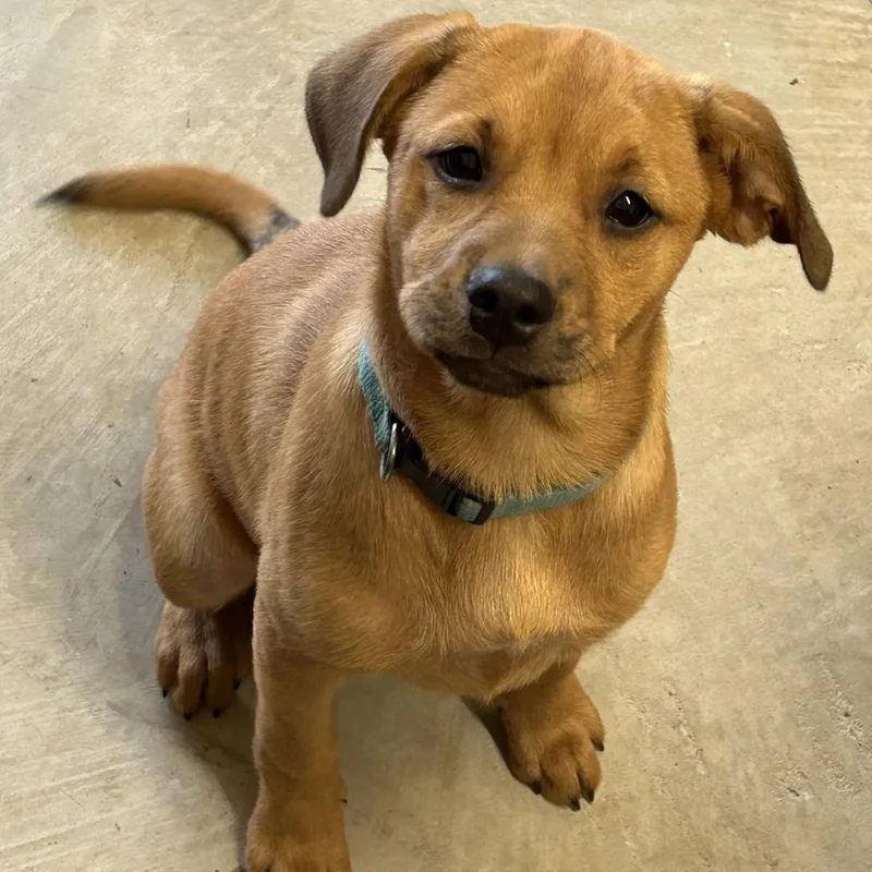 A baby medium-sized female Rottweiler dog named Bambi for adoption in Krum, TX