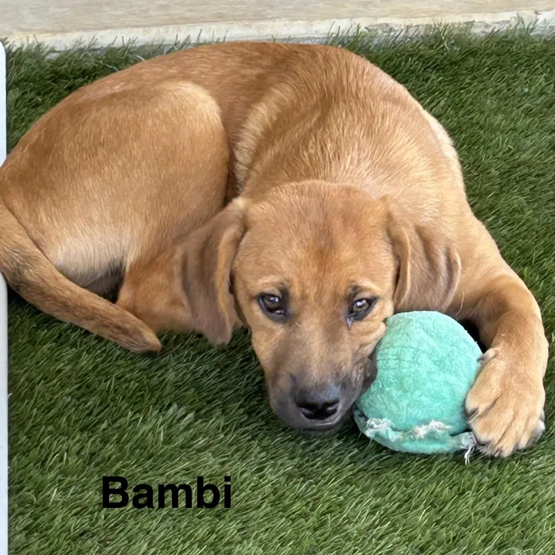 Bambi thumbnail 6