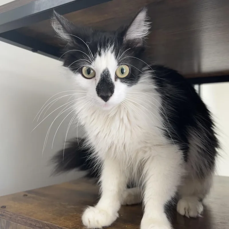 A young small-sized female Black Domestic Long Hair cat named Daiseymae for adoption in Birmingham, AL