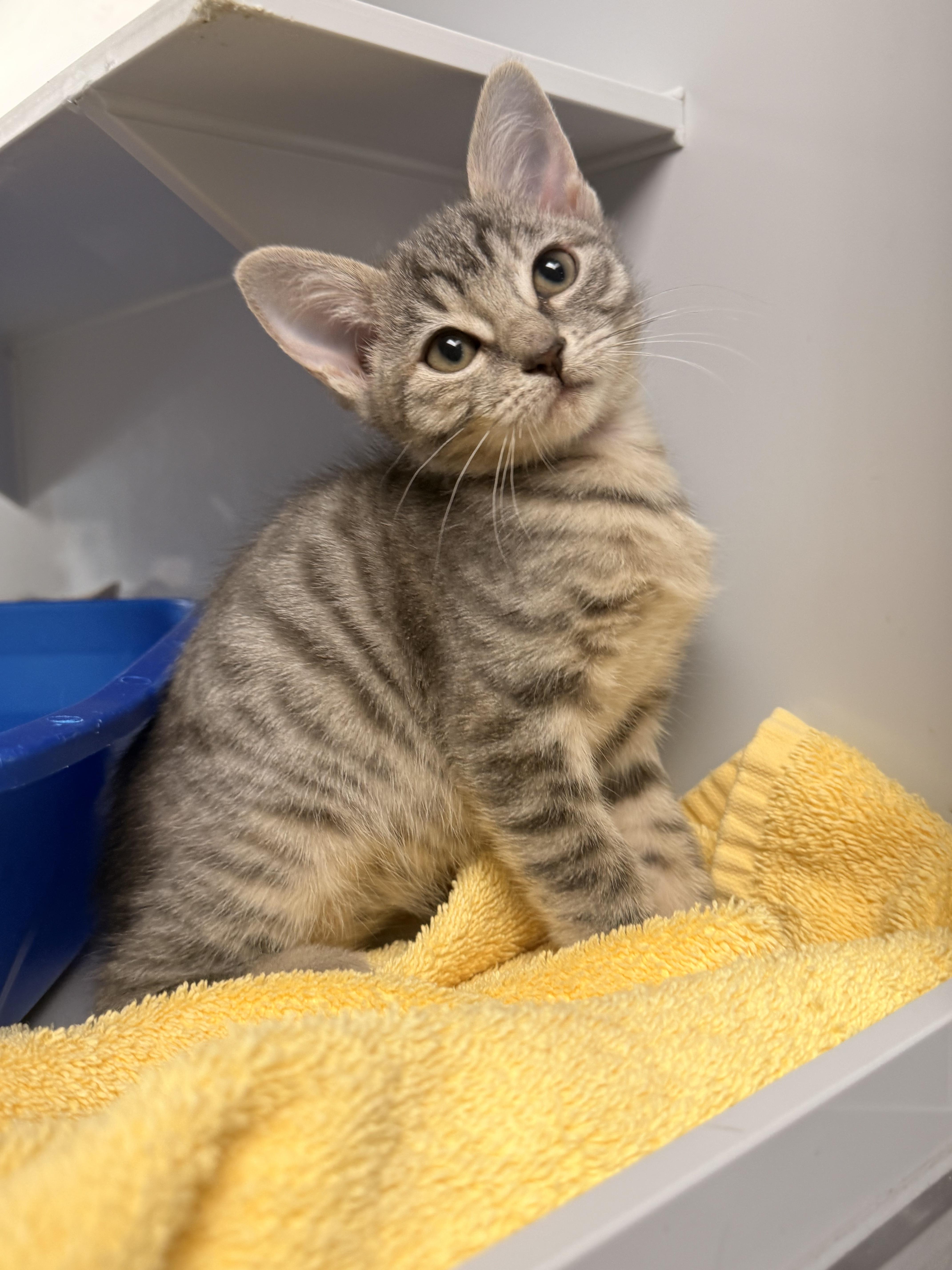 A young medium-sized female Domestic Short Hair cat named Miso for adoption in Austin, TX