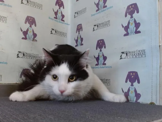 A young large-sized male Domestic Long Hair cat named Lucky for adoption in Orlando, FL
