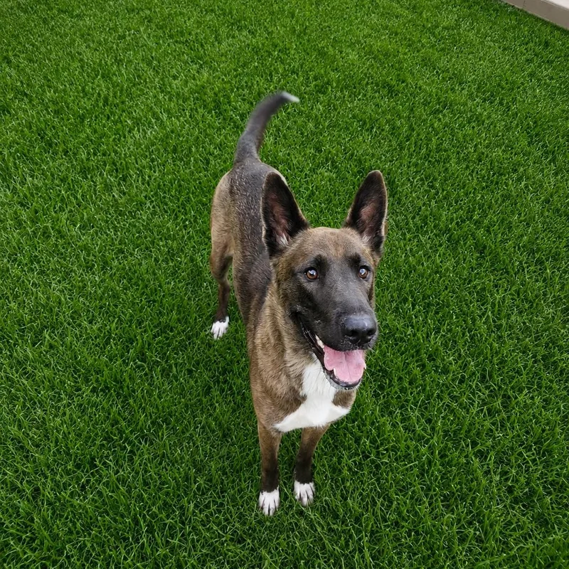 An adult medium-sized female Brown / Chocolate Belgian Shepherd / Malinois dog named Kiko for adoption in CLARKSVILLE, TN