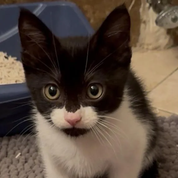 A baby small-sized male Black Domestic Short Hair cat named Cortado for adoption in Los Angeles, CA