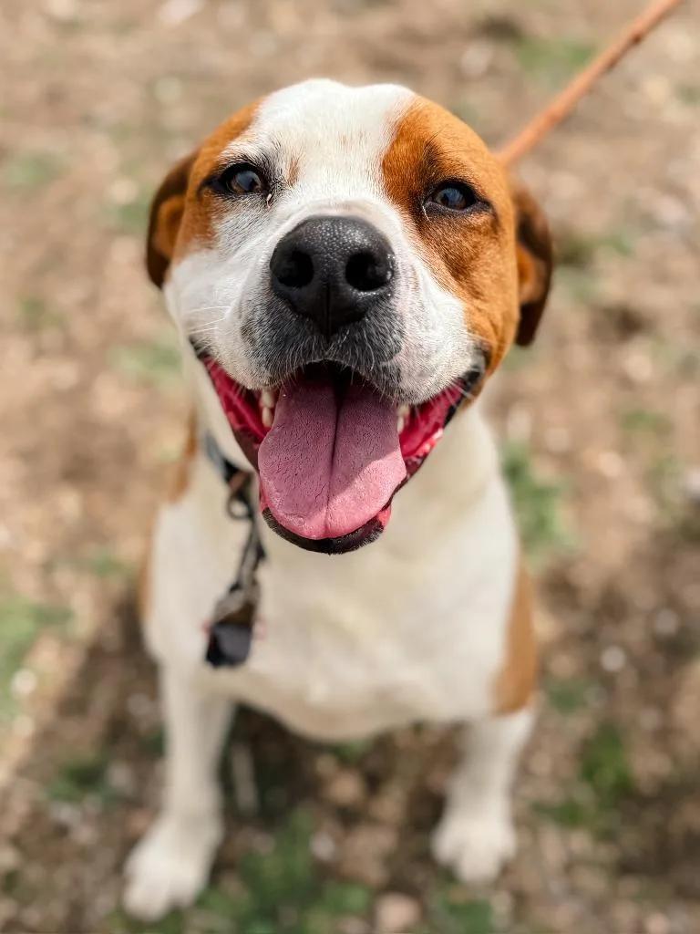 An adult large-sized male Pit Bull Terrier dog named Falcor for adoption in Tehachapi, CA