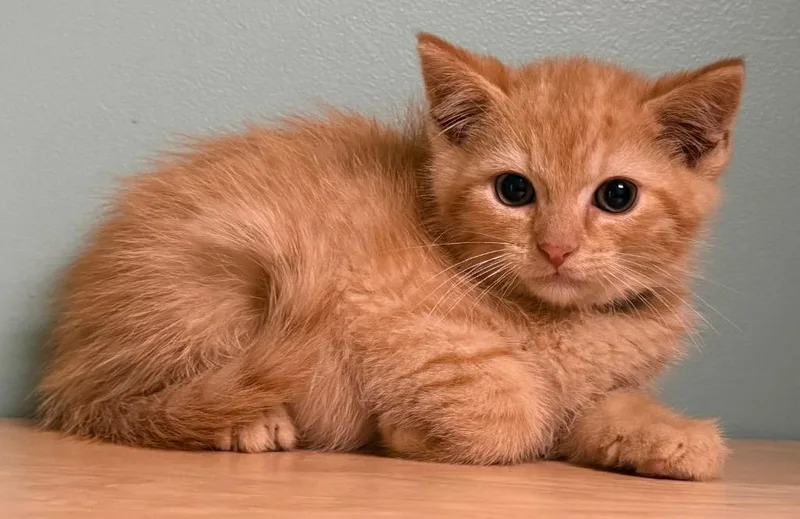 A baby medium-sized male Tabby (Orange / Red) Domestic Short Hair cat named Curley for adoption in Amery, WI
