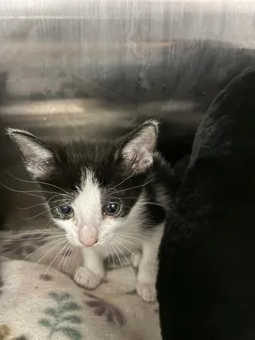 A baby small-sized male Domestic Short Hair cat named Pizza for adoption in San Martin, CA
