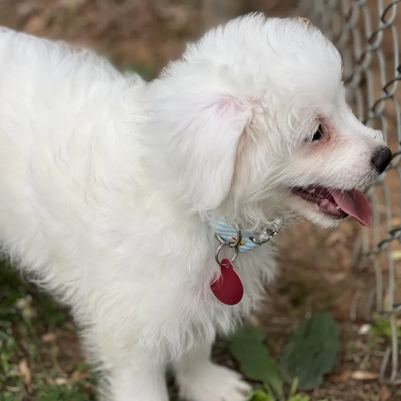 A baby small-sized male Miniature Poodle dog named Steve for adoption in Greensboro, NC