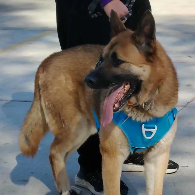 Maverick thumbnail 4