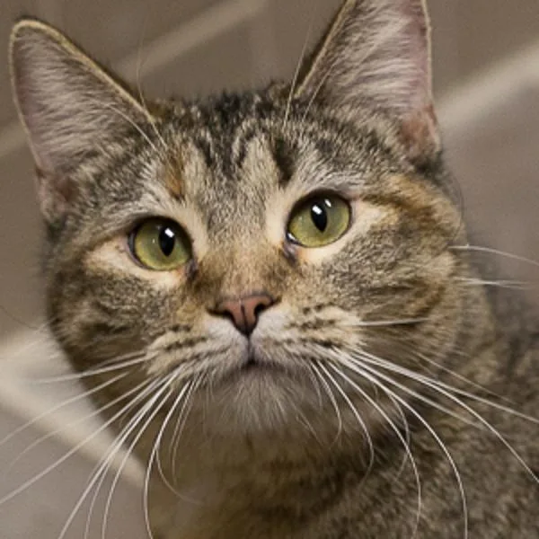 A senior small-sized female Domestic Short Hair cat named Sally for adoption in Des Moines, IA