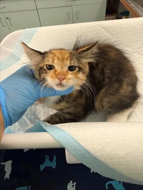 A baby small-sized female Domestic Short Hair cat named Maple for adoption in Woodland, CA