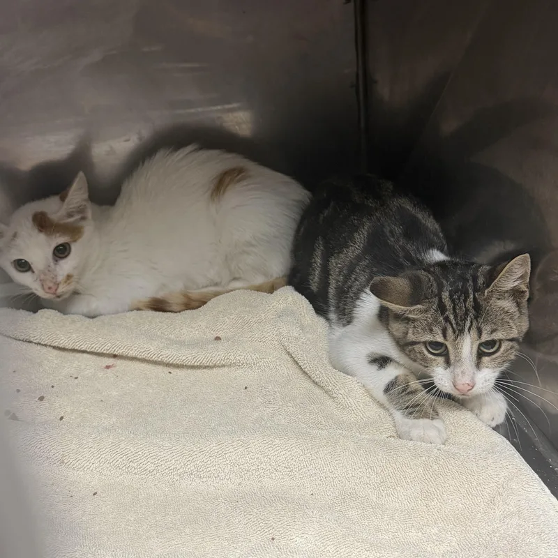 A baby medium-sized male Domestic Short Hair cat named Hedgehog and Eggman for adoption in Elizabethtown, NC