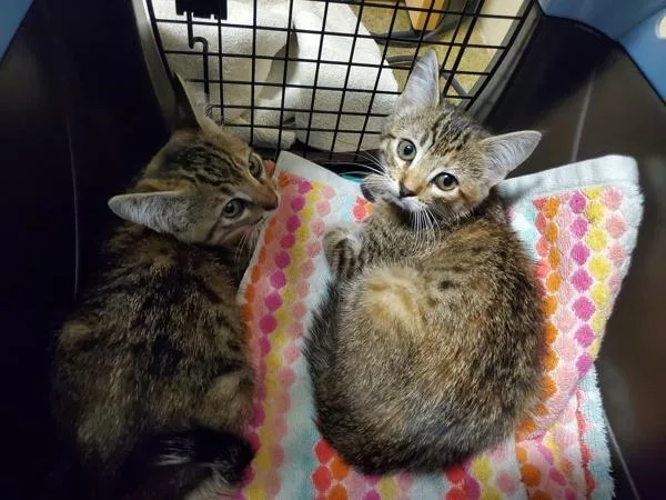 A baby small-sized female Domestic Short Hair cat named Waverly for adoption in Oceanside, CA