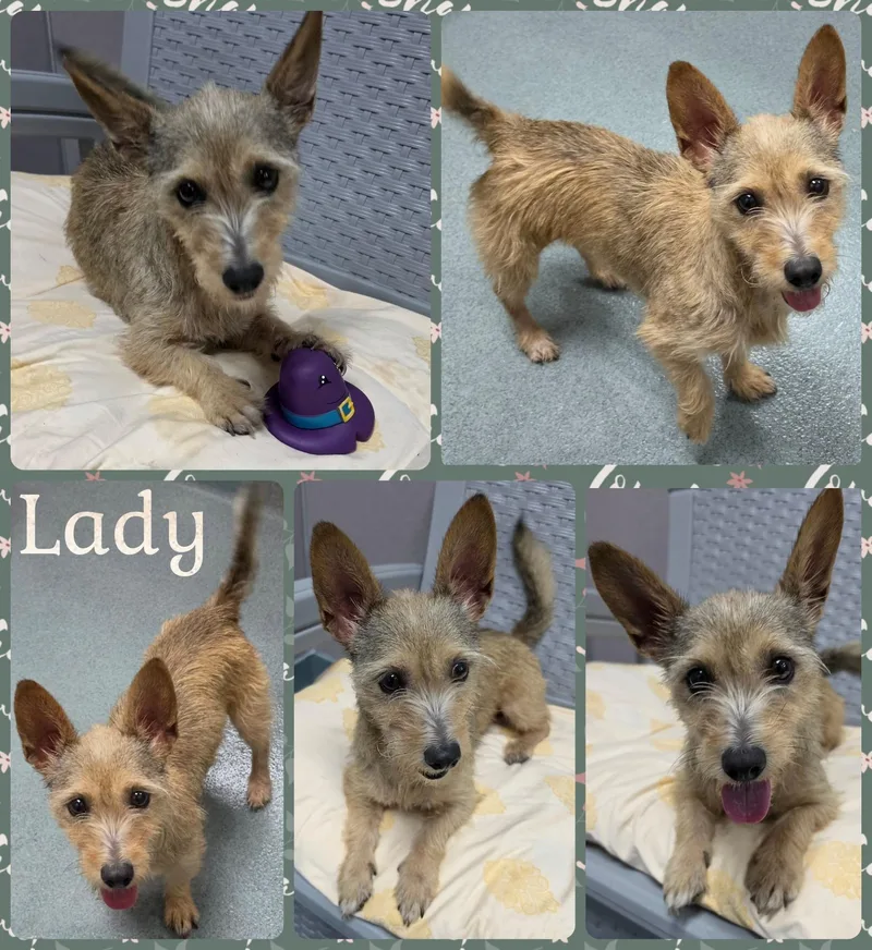 An adult small-sized female Yellow / Tan / Blond / Fawn Terrier dog named Lady for adoption in Universal City, TX