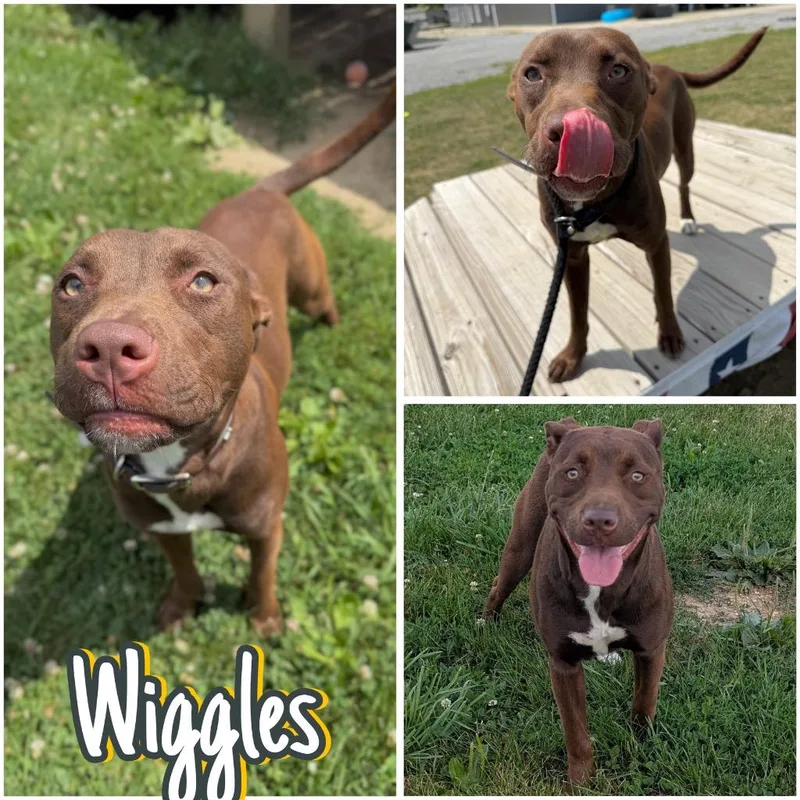 Wiggles thumbnail 2