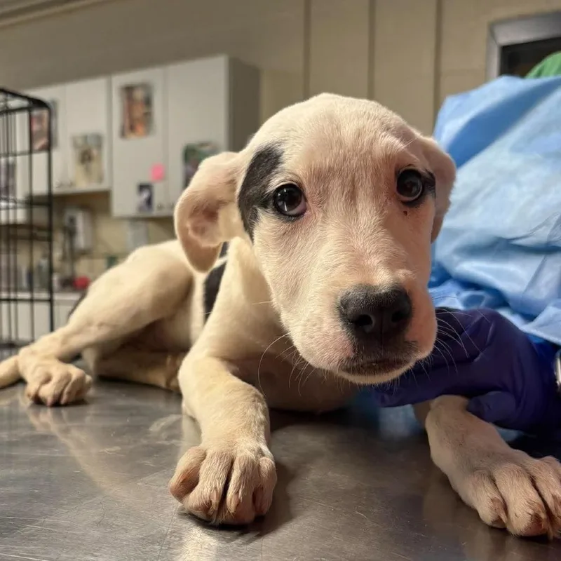 A baby small-sized female White / Cream Mixed Breed dog named Leia for adoption in Huntington, WV