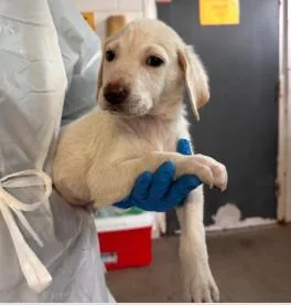 A baby medium-sized female Mixed Breed dog named Versace for adoption in West Chester, PA