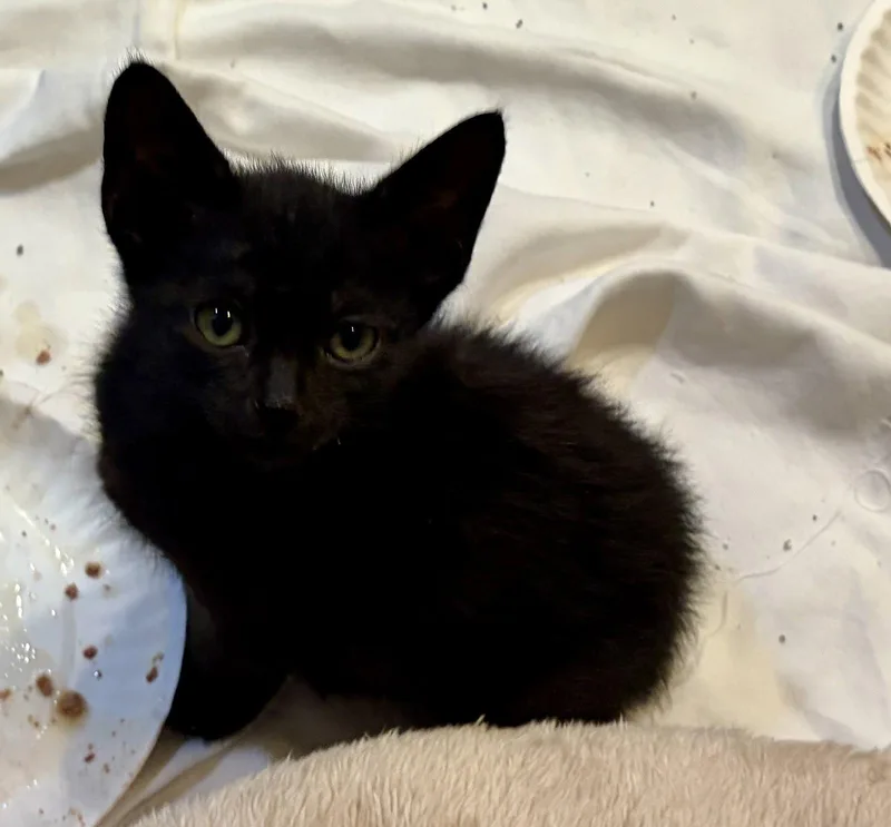 A baby medium-sized female Black Tabby cat named Lace for adoption in MONTGOMERY, TX