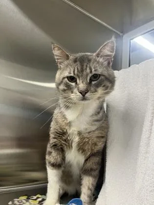 An adult large-sized male Gray / Blue / Silver Domestic Short Hair cat named Trout for adoption in Kansas City, MO